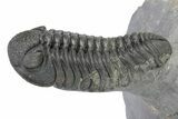 Spiny Cyphaspis Trilobite With Morocops - Top Quality Preparation #299846-4